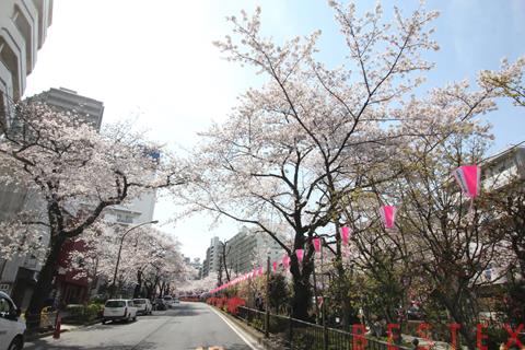 公園　播磨坂さくら並木（公園）まで766m