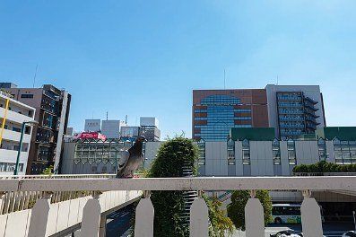 その他　鳩と練馬駅