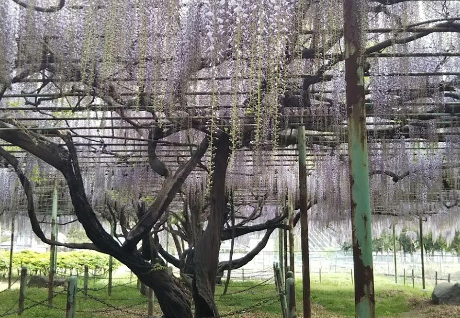 公園　国分寺史跡公園（公園）まで378m