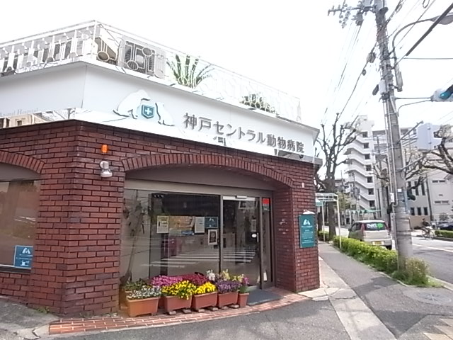 その他　神戸セントラル動物病院（その他）まで433m