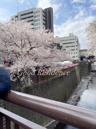 その他　目黒川 桜（その他）まで7436m