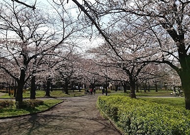 公園　東綾瀬公園（公園）まで173m