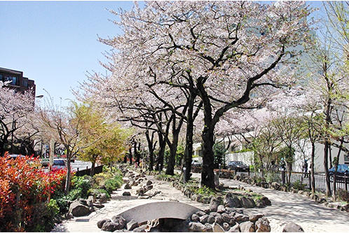 公園　播磨坂さくら並木（公園）まで512m