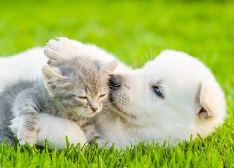 その他　ペットは犬と猫合計２匹までＯＫです（イメージ）
