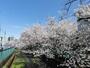 その他　住吉桜（その他）まで2269m