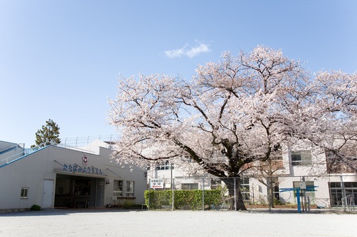幼稚園・保育園　国立学園附属かたばみ幼稚園（幼稚園・保育園）まで415m
