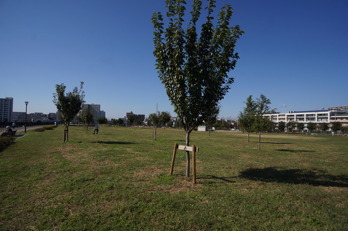 公園　新田さくら公園（公園）まで317m