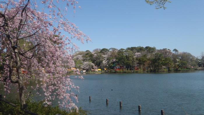 公園　洗足池公園（公園）まで825m