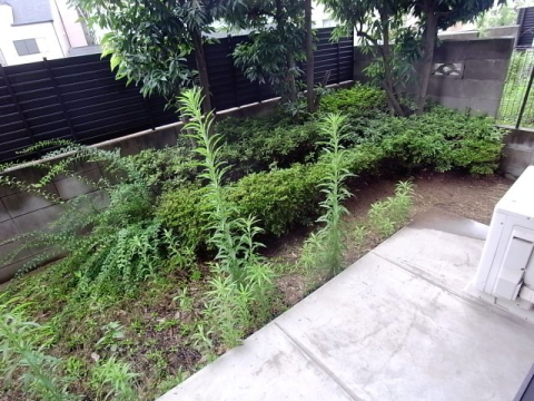 庭