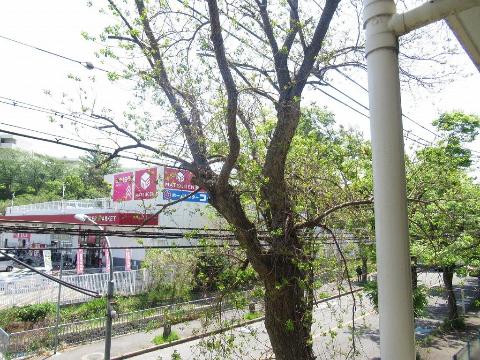 サンハイム杉林　眺望　眺望