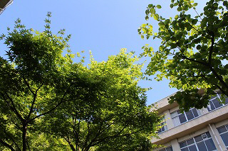小学校　八幡小学校（小学校）まで998m