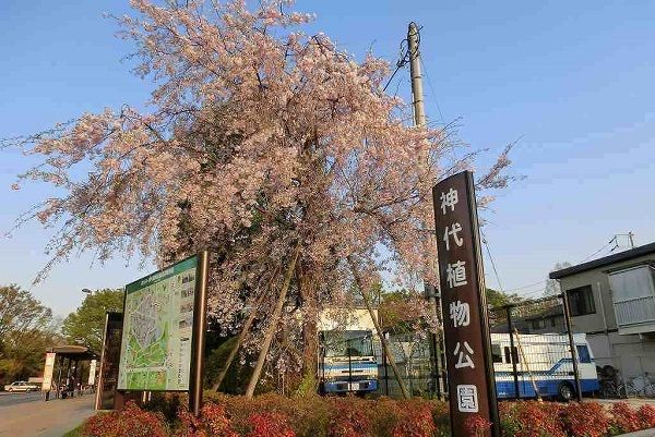 公園　神代植物公園（公園）まで1200m