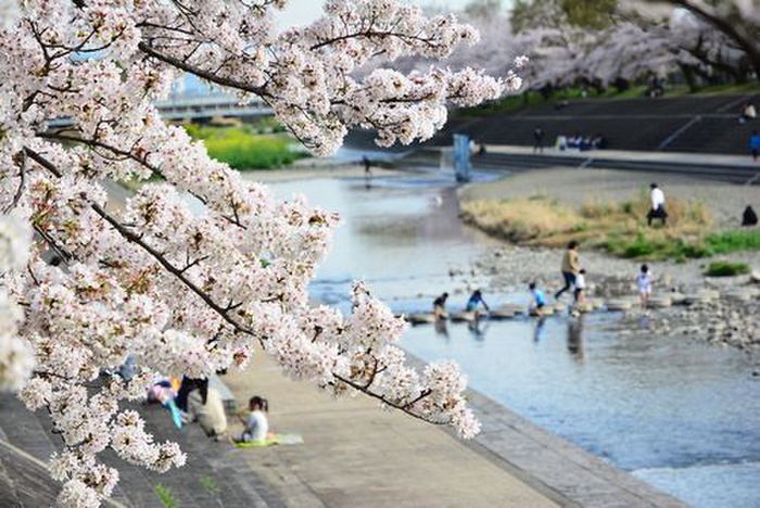 公園　芥川桜堤公園（公園）まで400m
