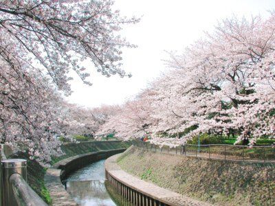公園　善福寺川緑地（公園）まで1590m