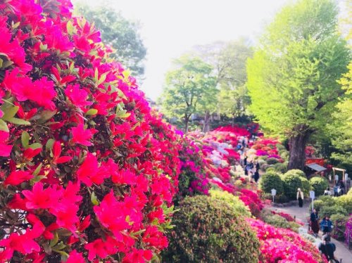 その他　根津神社（その他）まで267m