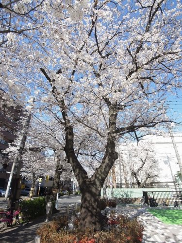 その他　かむろ坂（その他）まで104m