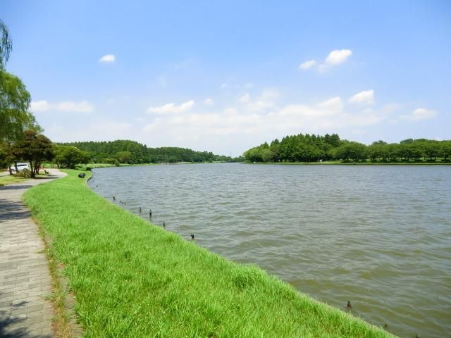 公園　水元公園（公園）まで300m