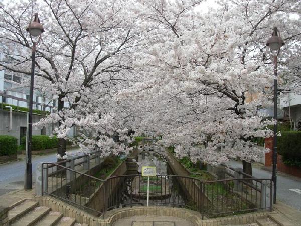 公園　呑川緑道（公園）まで984m