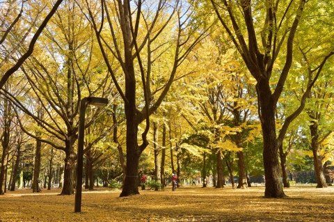 その他　代々木公園 01