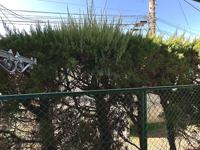 眺望　植栽が目隠しになります