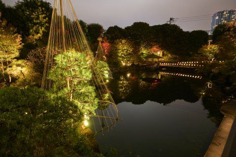 公園　目白庭園の紅葉ライトアップ 02（公園）まで1874m