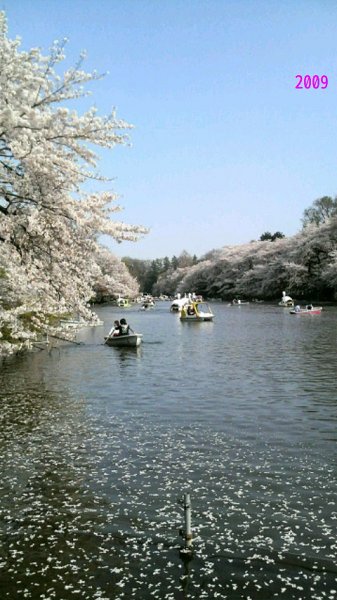 公園　井の頭公園（公園）まで260m