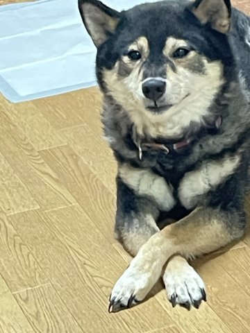 建物外観　（仮称）グレースショウエイ　外観