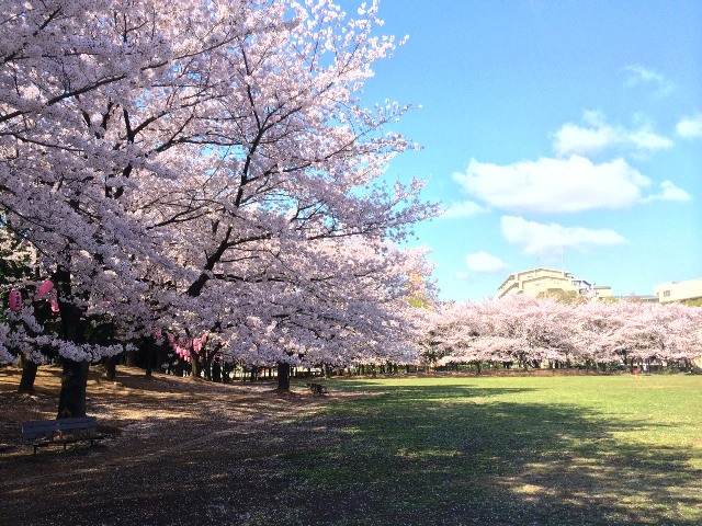 公園　蕨市民公園（公園）まで278m
