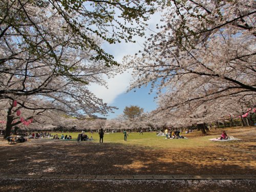 公園　蕨市民公園（公園）まで336m
