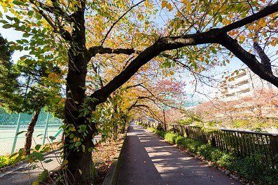 その他　目黒川沿いの道