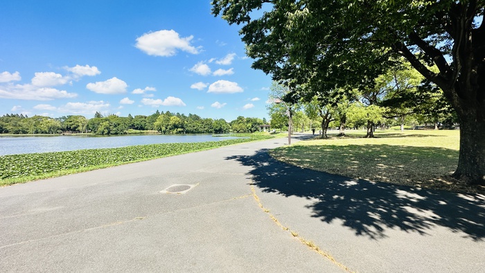 公園　水元公園（公園）まで1100m
