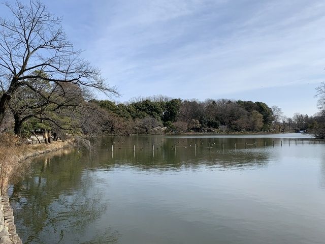 公園　善福寺公園（公園）まで938m