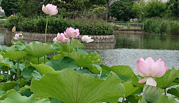 公園　市場池公園（公園）まで299m