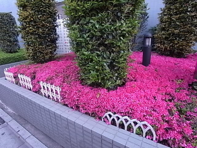 その他　近隣マンションの植栽　春撮影（その他）まで140m