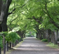 公園　東京大学大学院理学系研究科附属植物園（公園）まで606m
