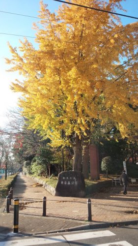 公園　井草三丁目緑地（公園）まで79m