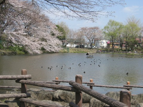 公園　菊名池公園（公園）まで590m
