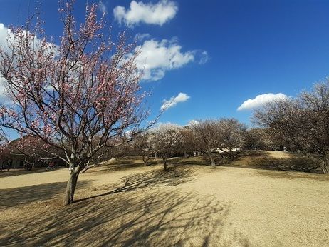 【つくば市東のアパートの公園】