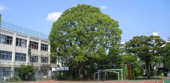小学校　品川区立中延小学校（小学校）まで50m