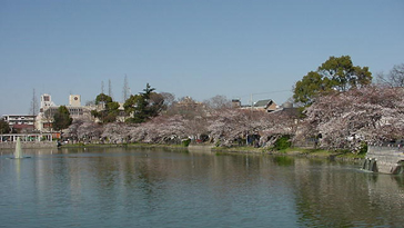 公園　万代池公園（公園）まで684m