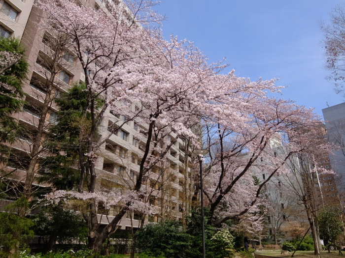公園　五橋公園（公園）まで425m