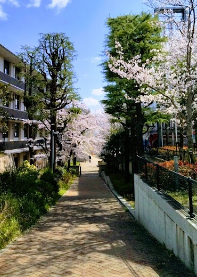 小学校　芦屋市立精道小学校（小学校）まで496m
