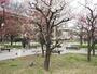 公園　梅香公園（公園）まで2103m