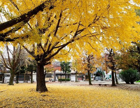 【ワールドアイ大阪城EASTアドバンスの公園】