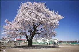 中学校　秋多中学校（中学校）まで1166m