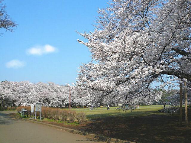 【シーダレジデンスの公園】