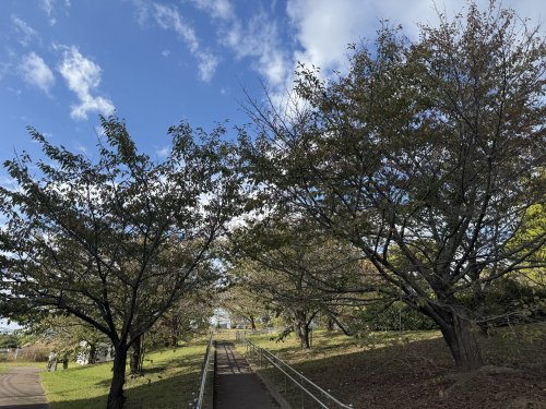 公園　淀川河川公園（公園）まで1364m