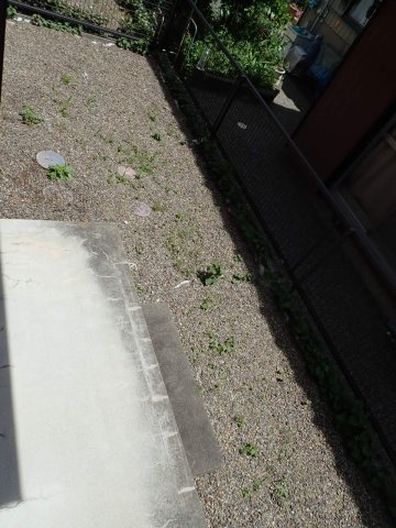 庭