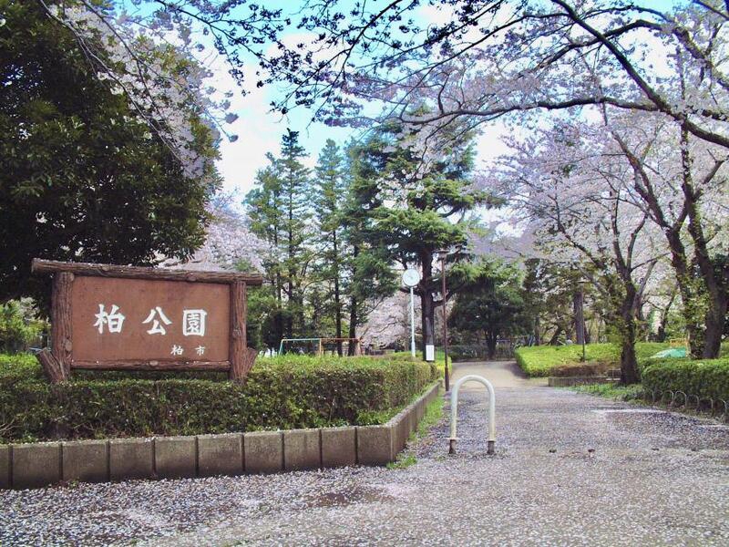 公園　柏公園（公園）まで800m