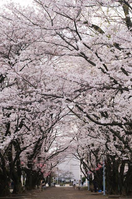 公園　さくらの辻公園（公園）まで829m